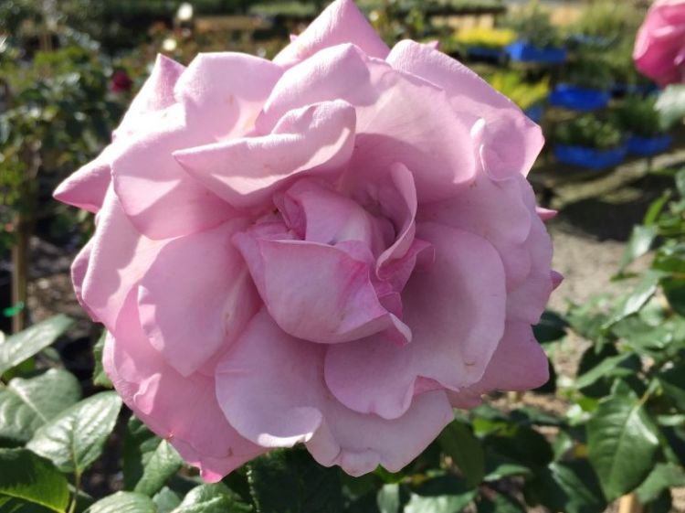 Picture of Rosa Neptune