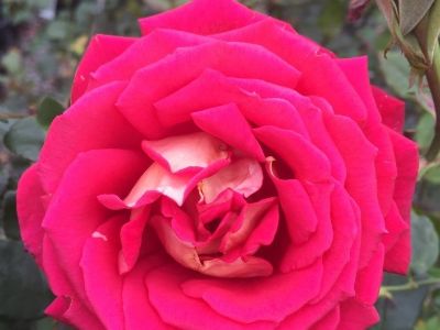 Picture of Rosa New Kleopatra