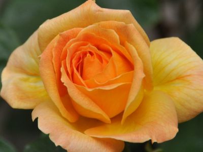 Picture of Rosa Outback Angel