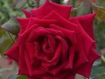 Picture of Rosa Papa Meilland