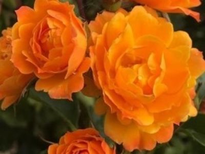 Picture of Rosa Parkinsons Passion