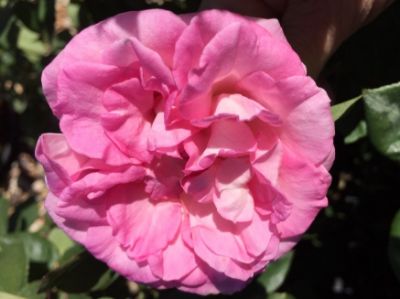 Picture of Rosa Perfume Passion