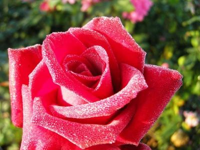 Rosa Peter Brock. Common name - Hybrid Tea Rose