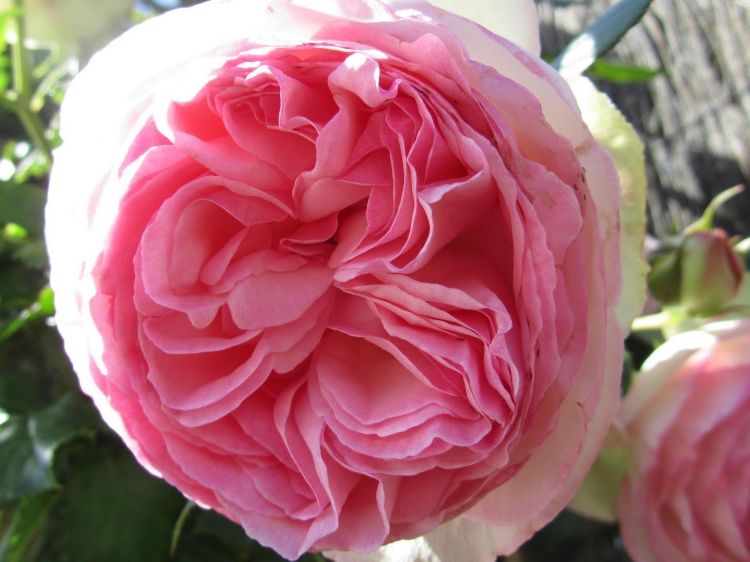 Picture of Rosa Pierre De Ronsard