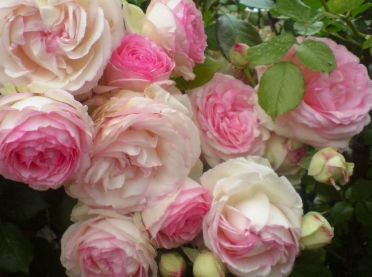 Picture of Rosa Pierre De Ronsard