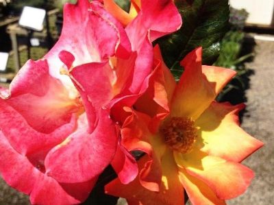 Picture of Rosa Playboy