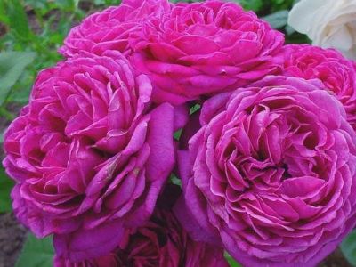 Picture of Rosa Purple Rain