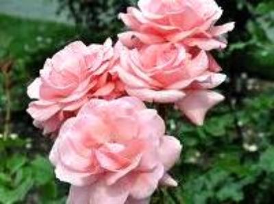 Picture of Rosa Queen Elizabeth