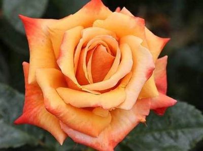 Picture of Rosa Remember Me