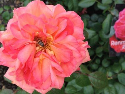 Rosa Renmarks Rose. Common name - Floribunda Rose