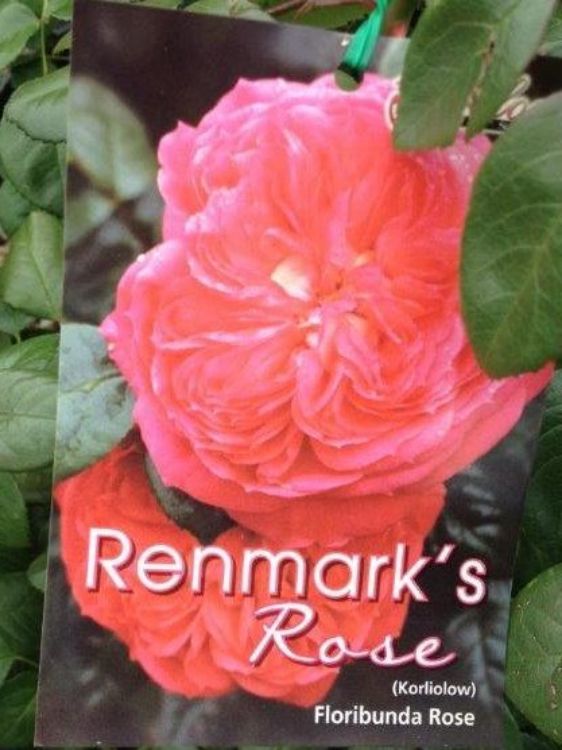 Rosa Renmarks Rose. Common name - Floribunda Rose