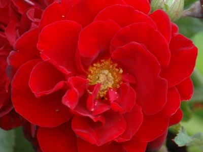 Picture of Rosa Ruby Celebration