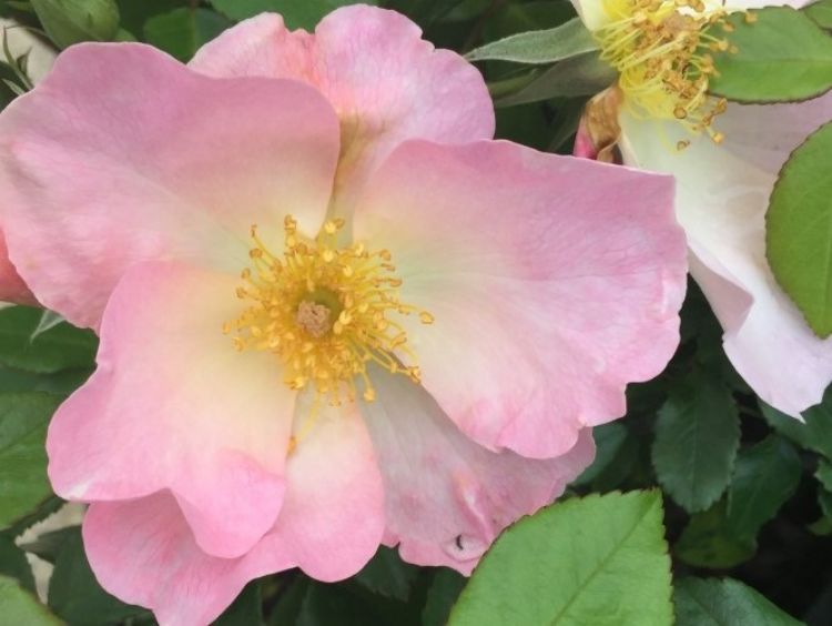 Picture of Rosa Sally Holmes