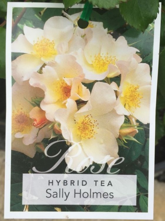 Picture of Rosa Sally Holmes