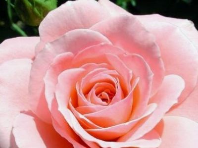 Picture of Rosa Sexy Rexy