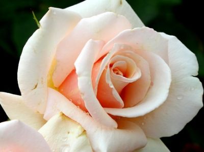 Picture of Rosa Spirit Of Peace