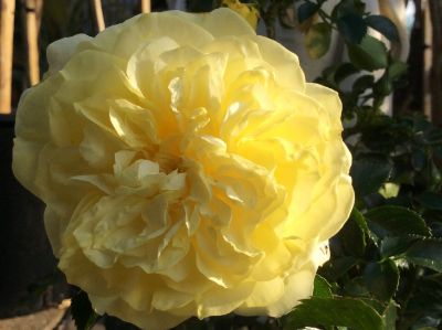 Picture of Rosa Splice