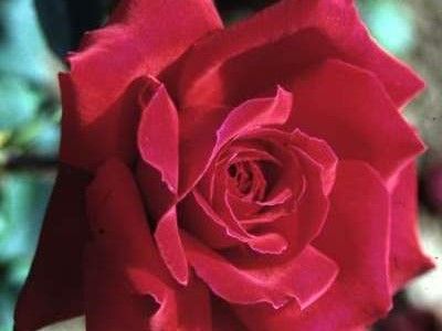 Picture of Rosa St John