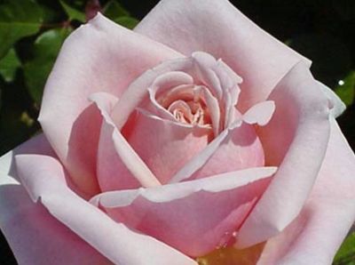 Picture of Rosa Stryke Me Pink