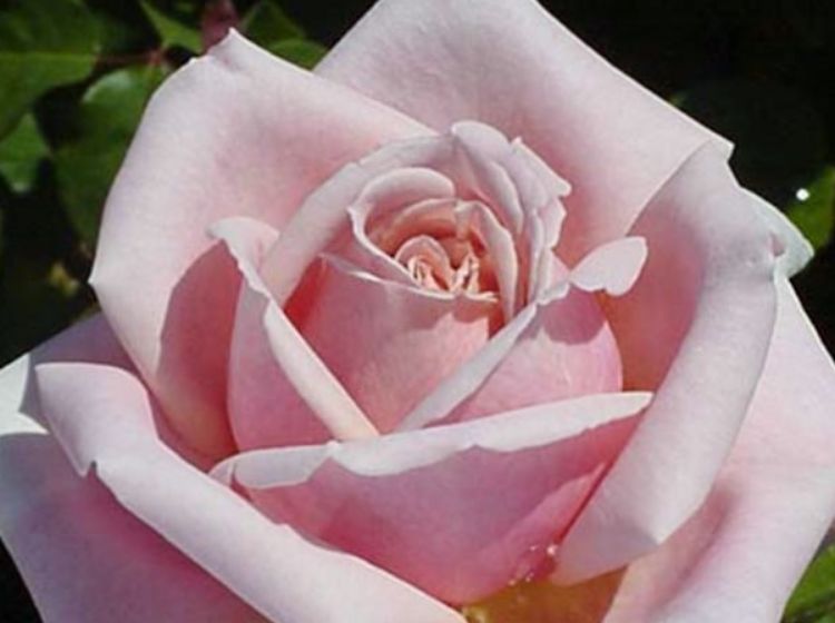 Picture of Rosa Stryke Me Pink