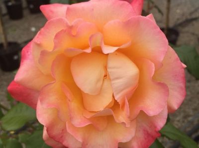 Picture of Rosa Summer Of Love