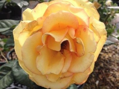 Picture of Rosa Sundance