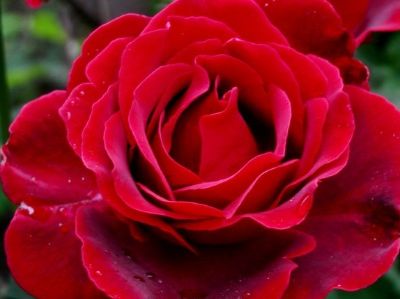 Picture of Rosa Tatjana