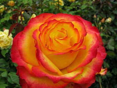 Picture of Rosa Tequila Sunrise