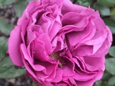 Picture of Rosa Thank You Rose