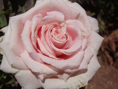 Picture of Rosa The Childrens Rose