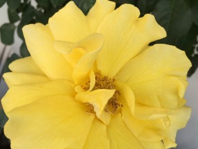 Picture of Rosa The Golden Child