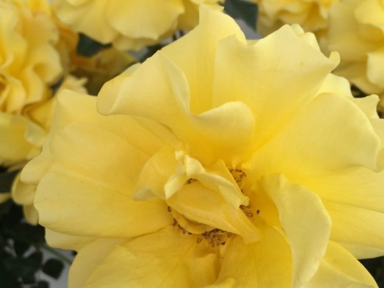 Picture of Rosa The Golden Child