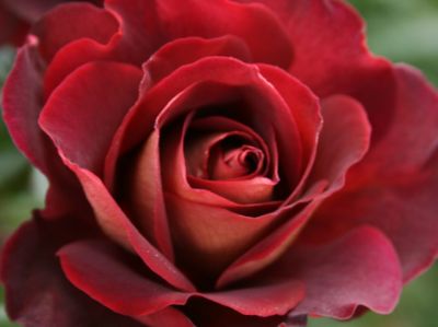 Picture of Rosa The RSL Rose