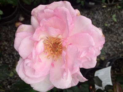 Picture of Rosa Violina