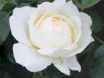 Picture of Rosa Virgo