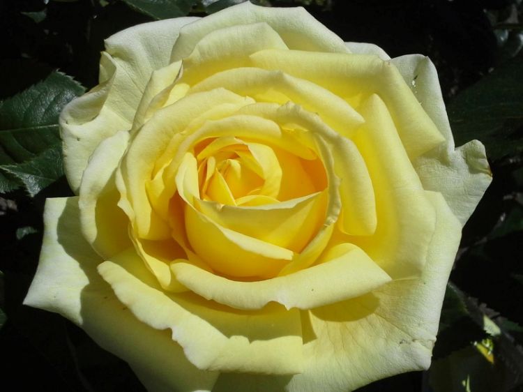 Picture of Rosa Winter Sun