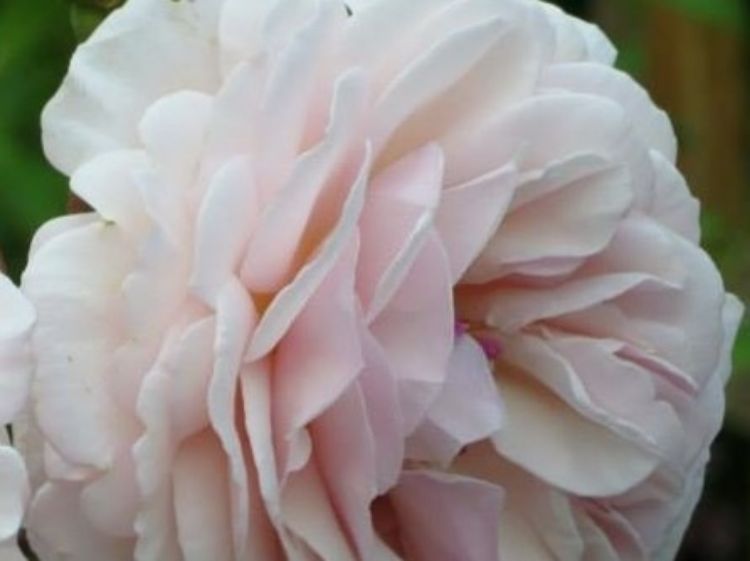 Picture of Rosa Wisley 2008