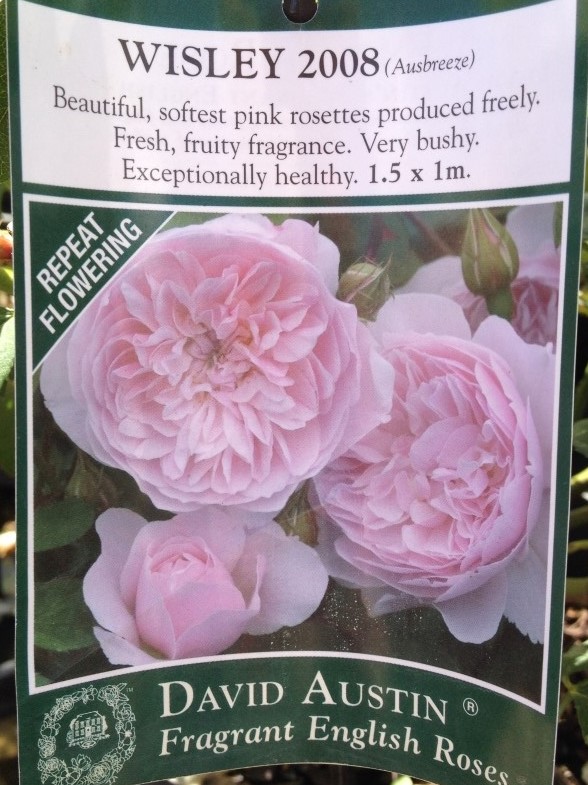 Rosa Wisley 2008 | Wholesale Nursery - Nurseries in Melbourne ...