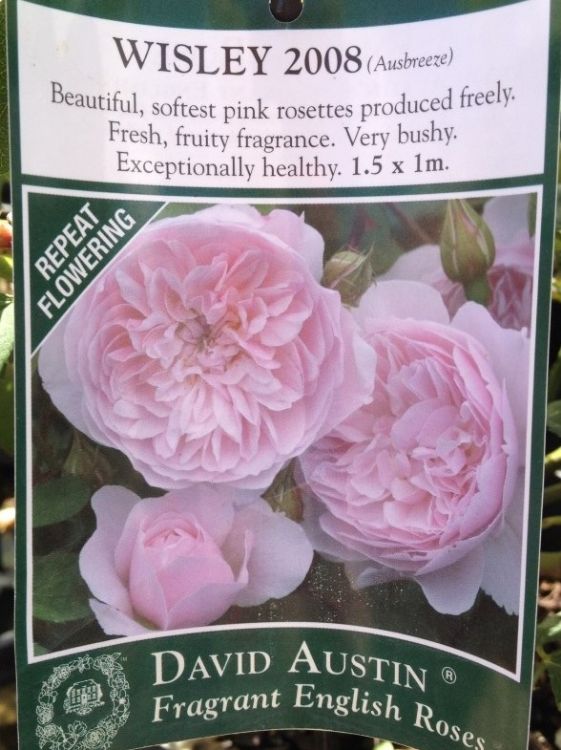 Picture of Rosa Wisley 2008