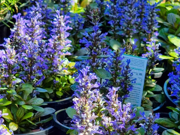 Picture of Ajuga reptans Tuff And Tidy