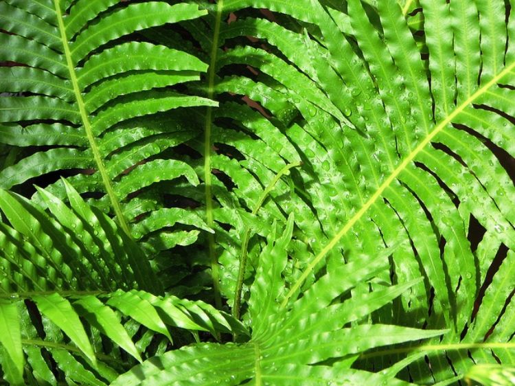 Picture of Blechnum gibbum Silver Lady