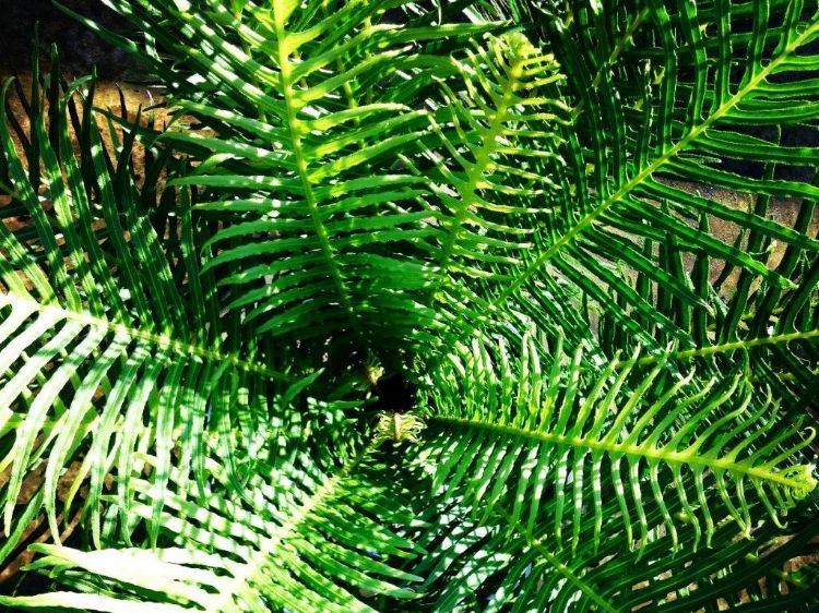 Picture of Blechnum gibbum Silver Lady