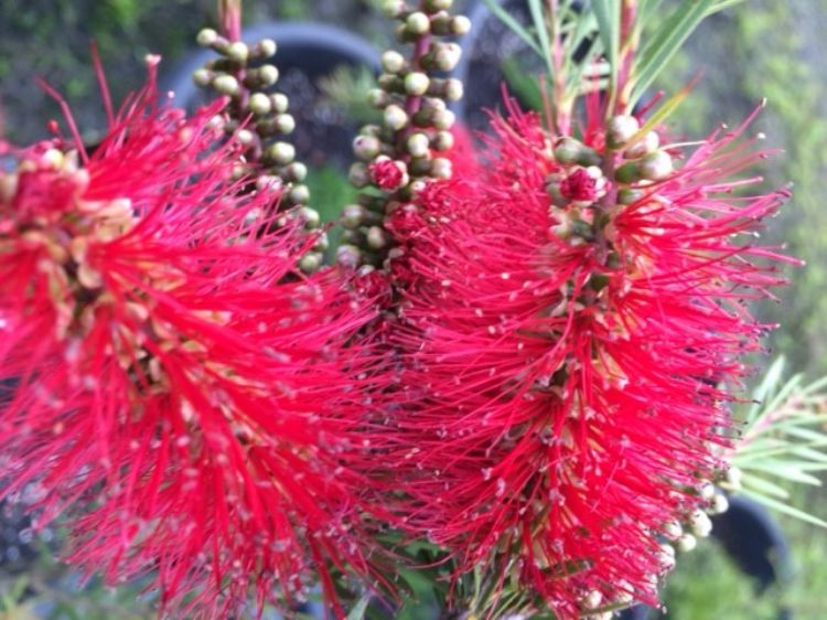 Picture of Callistemon subulatus Packers Selection
