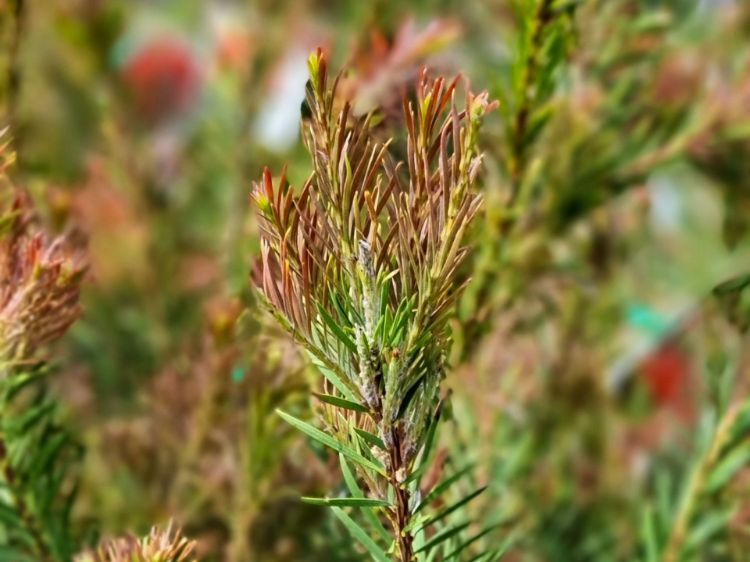 Picture of Callistemon subulatus Packers Selection