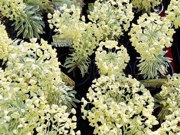 Picture of Euphorbia wulfenii variegata Tasmanian Tiger