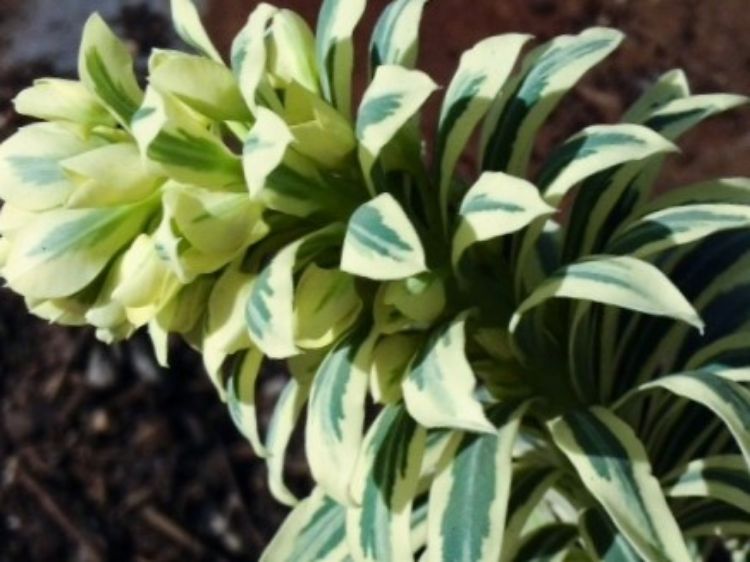 Picture of Euphorbia wulfenii variegata Tasmanian Tiger