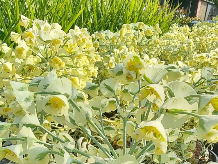 Picture of Euphorbia wulfenii variegata Tasmanian Tiger