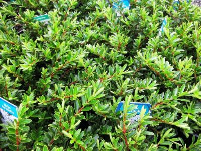 Picture of Hebe buxifolia