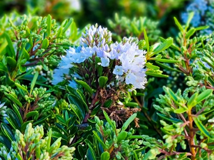 Picture of Hebe buxifolia