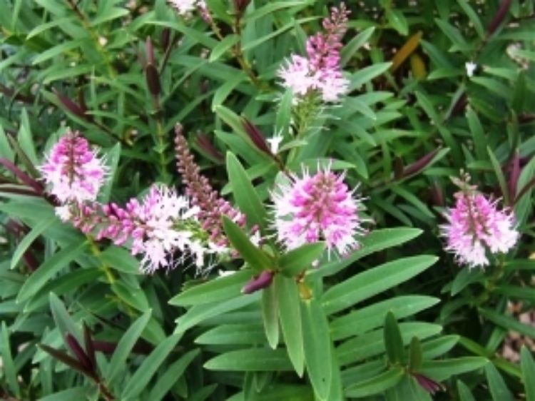 Picture of Hebe hybrida Marie Antoinette